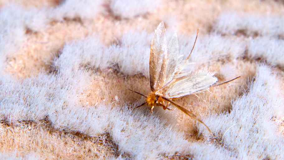 Moth eating a wool carpet 